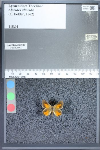 Media type: image;   Entomology 66994